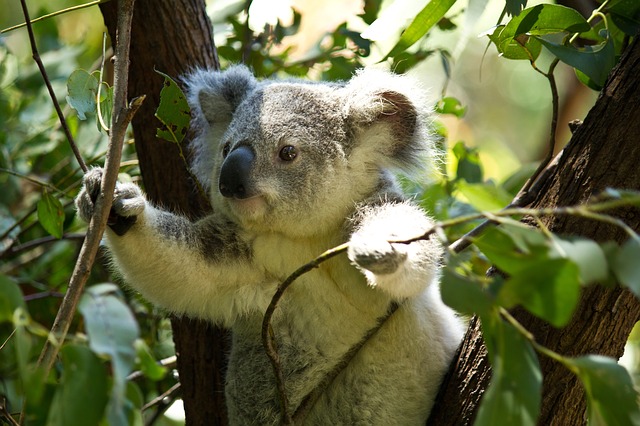 オーストラリアでコアラを抱っこできる動物園まとめ シドニーではng マフィントップと唐辛子